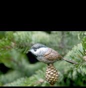 chickadee
